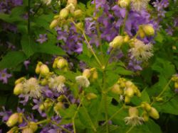 2013-08-18_Regina-F-Rau_Schachen_Blumen  (108).JPG